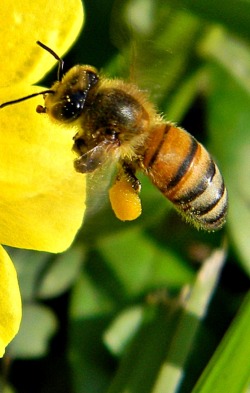 Honey bee Apis mellifera mellifera